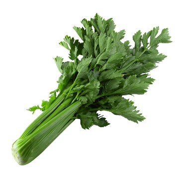 fresh celery isolated over alpha background.