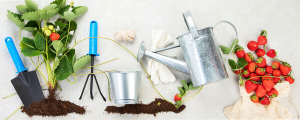 Growth stages of strawberry plant.