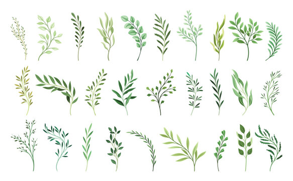 Set of green plant branches. Beautiful botanical elements with different leaves. Herbal stickers for wedding invitations and spring cards. Cartoon flat vector collection isolated on white background