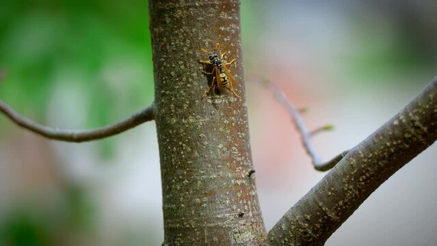 close up of a wasp on a tree in 4k in slow motion