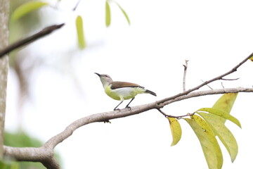 bird on a branch