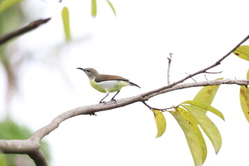 bird on a branch