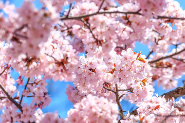 北海道小樽市、青空のもと咲き誇る長橋なえぼ公園の桜【4月】