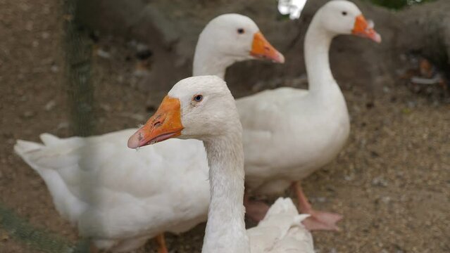 Close-up of three white geese on a farm.