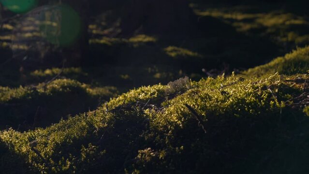 sunlight glowing on moss in deep dark boreal forest, close macro sliding shot