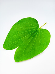 green leaf isolated on white