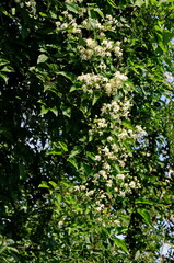 Fototapeta na wymiar White flowers of Old beard or Clematis vitalba on a bush, Sofia, Bulgaria 