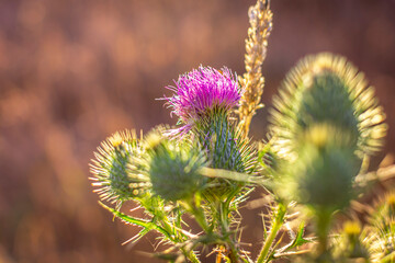 Closeup of a thistle flower with a blurry background.