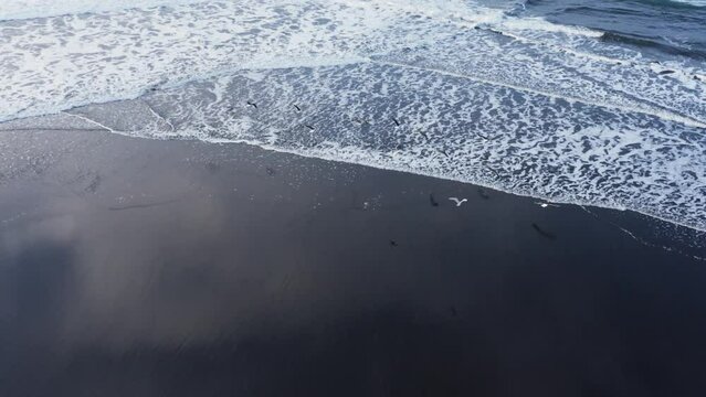 Flock of seagulls taking flight over waves breaking on shore, aerial