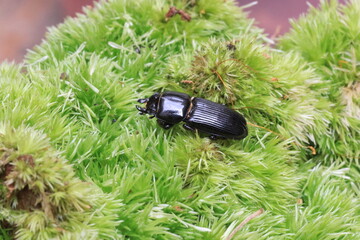 Japanese small beetle (Figulus binodulus) in Japan