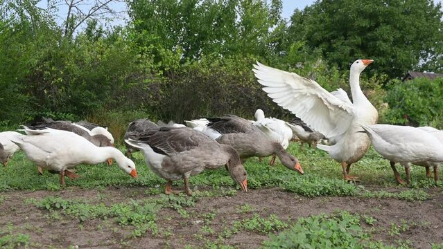 geese on the farm