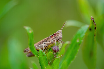 Common Grasshopper Insect on Grass Macro