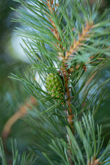 Green Pine Tree Sprout Conifer Cone Strobilus Macro