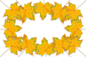 Naklejka na ściany i meble Vibrant autumn maple leaves background