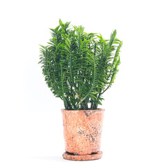多肉植物、ペディランサス・ティティマロイデス・ナナ・コンパクタの鉢植え【白背景】