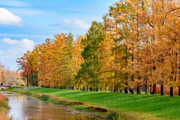 Autumn foliage in Catherine park, Pushkin (Tsarskoe Selo), Saint Petersburg, Russia