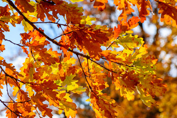 Oak tree leaves under evening sun in autumn