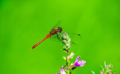 Orange dragonfly on a green natural background