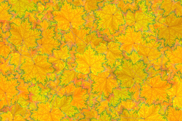 Fototapeta na wymiar Abstract pigmented maple leaves background