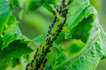 Aphid Colony on Plant. Greenfly or Green Aphid Garden Parasite Insect Pest Macro on Green Background
