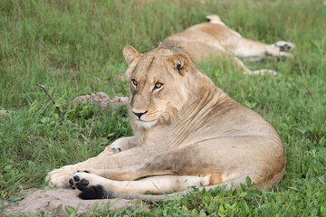 Fototapeta na wymiar Beautiful Lion Caesar in the golden grass of Masai Mara, Kenya Panthera Leo.