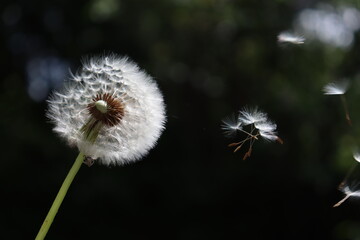 dandelion in the wind on black background
