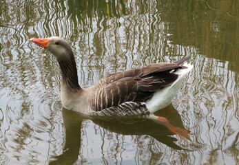country goose swimming in water