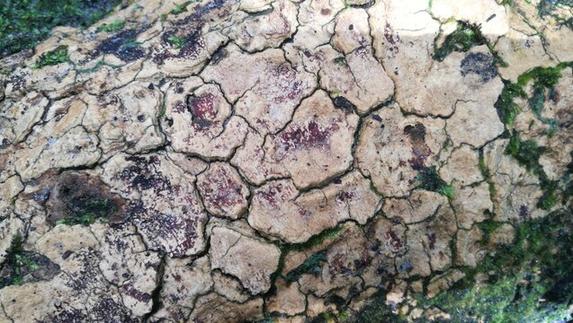 Pegmatite mineral stone texture pattern macro view