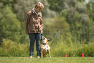 Fun and enjoy sport training with a attentive Continental bulldogg. Owner and dog in the park while working