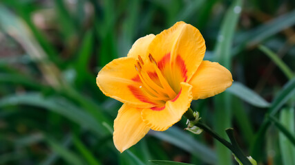 Close up of a single Orange Lilly or Tiger Lilly flower against tall green grasses on the natural background in spring