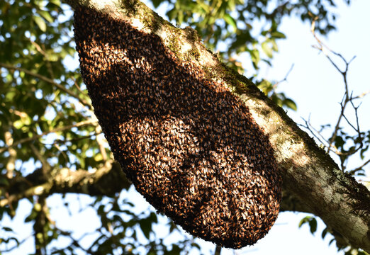 forest honey bee hive on branch