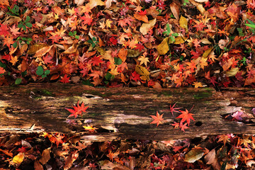 落ち葉の背景素材 秋の紅葉の風景