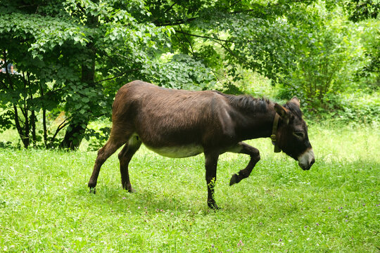 A motion blur picture of moving donkey at the barn.