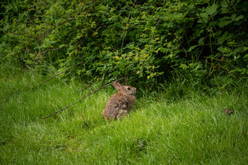 Eastern cottontail