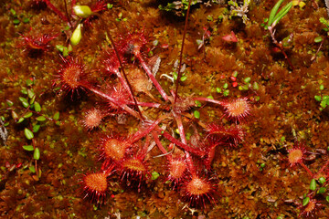Round-leafed sundew (Drosera rotundifolia) growing in red moss, Northern Norway