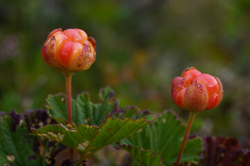 Two red cloudberries (Rubus chamaemorus), Northern Norway