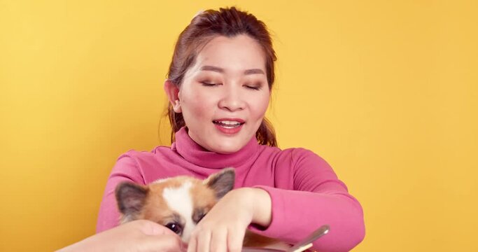 Asian gorgeous young show love and play with chihuahua mix pomeranian dogs for relaxation on bright yellow background.