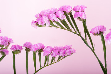 Fototapeta premium ピンクの背景の赤紫のハナハマサジの花のアップ