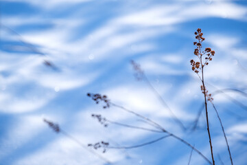 Obraz premium 夜明けの雪景色