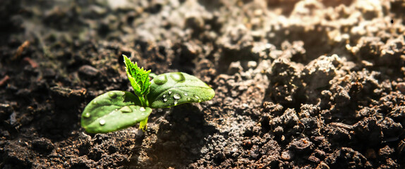 The first germinal leaves of a young cucumber close-up grow in the soil on the garden bed in drops of morning dew, against the background of the soil.