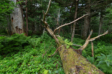 神秘的な原生林の苔の生えた倒木。