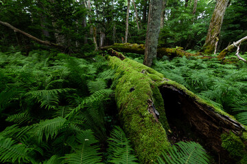神秘的な原生林の苔の生えた倒木。