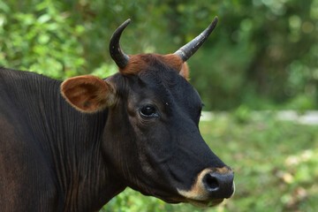 portrait of a cow, bicolored cow closeup