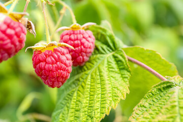 Bush with delicious raspberries, closeup