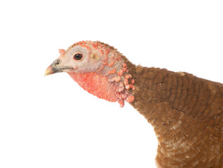 portrait of brown  female turkey isolated on white background