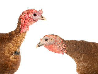 portraits of brown turkey isolated on white background