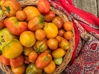 Tomato harvest in the wicker plate with the bright fabric on the side