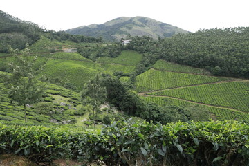 tea plantation