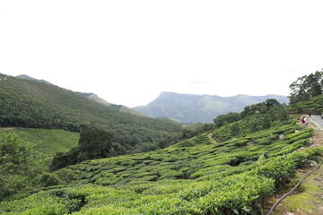 tea plantation