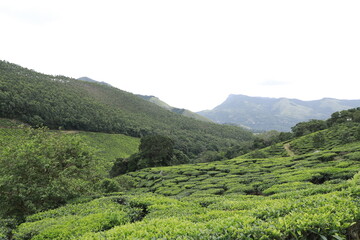 tea plantation
